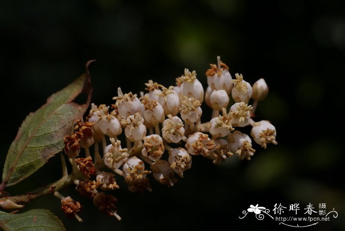 花叶橡皮树