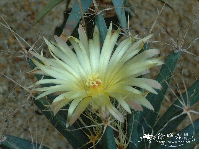 种兰花用什么土最好