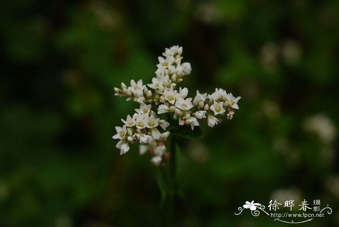 龙胆草