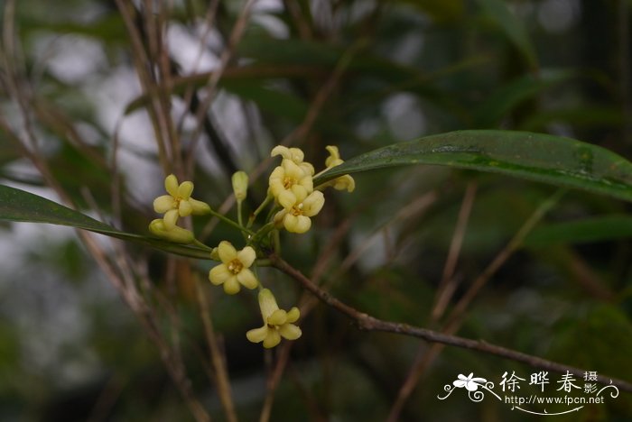 藏红花图片