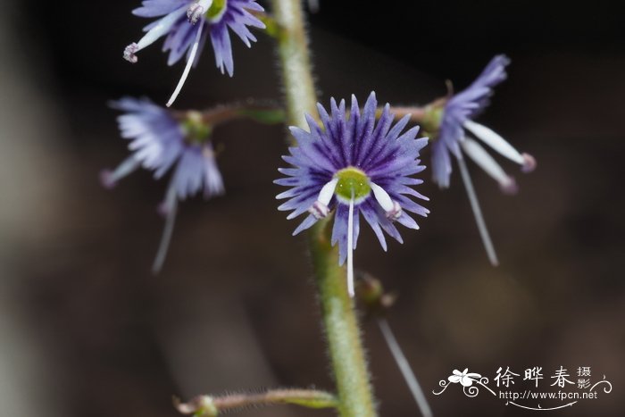 瑞香花的风水和禁忌