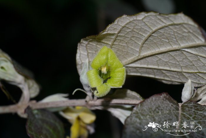 龙吐珠一年开几次花