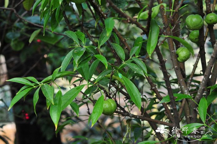 朱顶红用什么土种植好