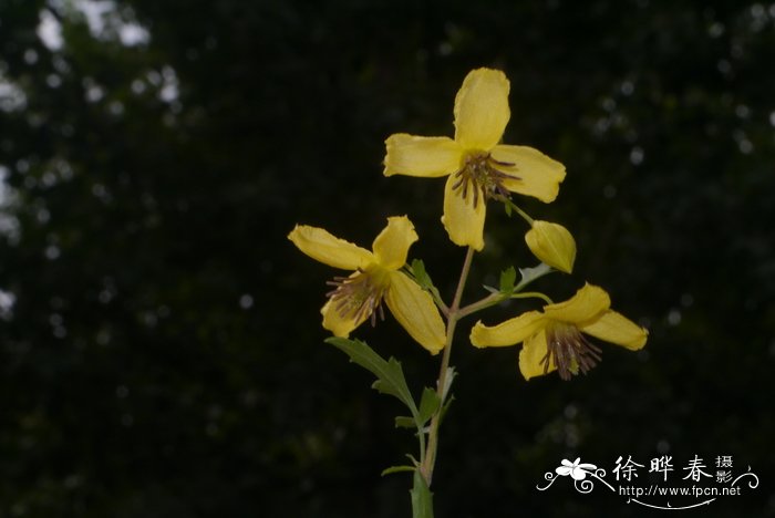 哈密瓜种植时间和方法