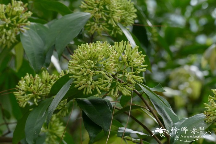 花梨树