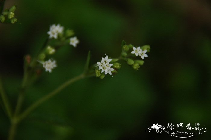 美洲商陆