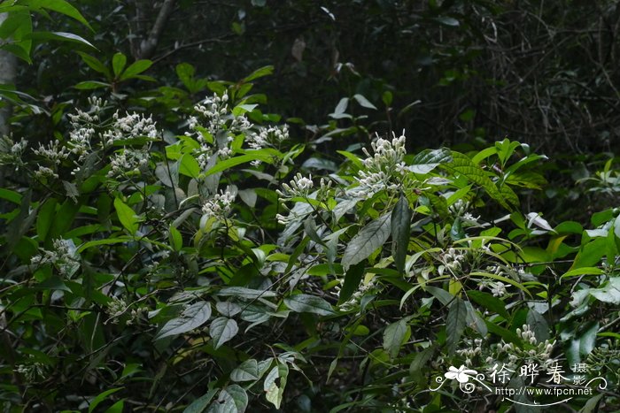 小番茄种植时间和方法