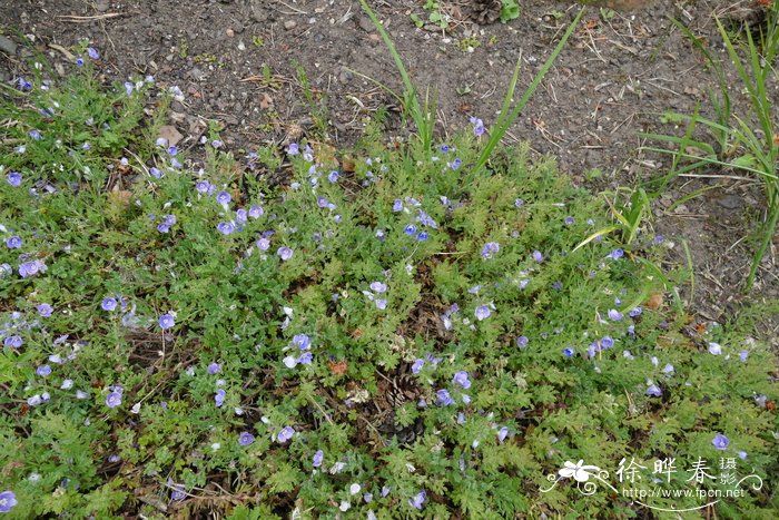 芙蓉花的养殖方法和注意事项