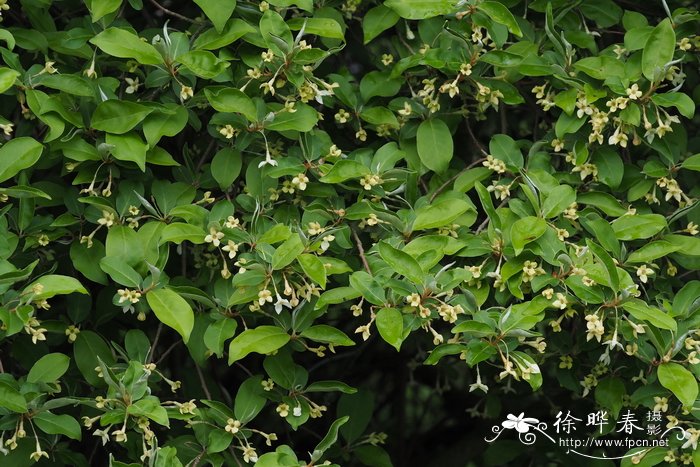 9朵玫瑰花语