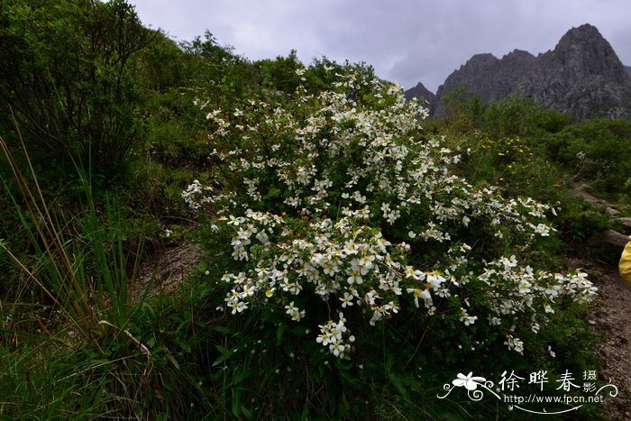 蕉芋