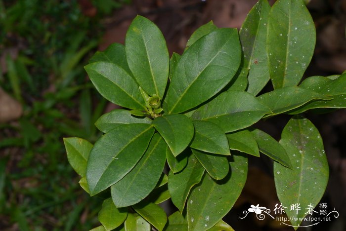 非洲菊的养殖方法和注意事项