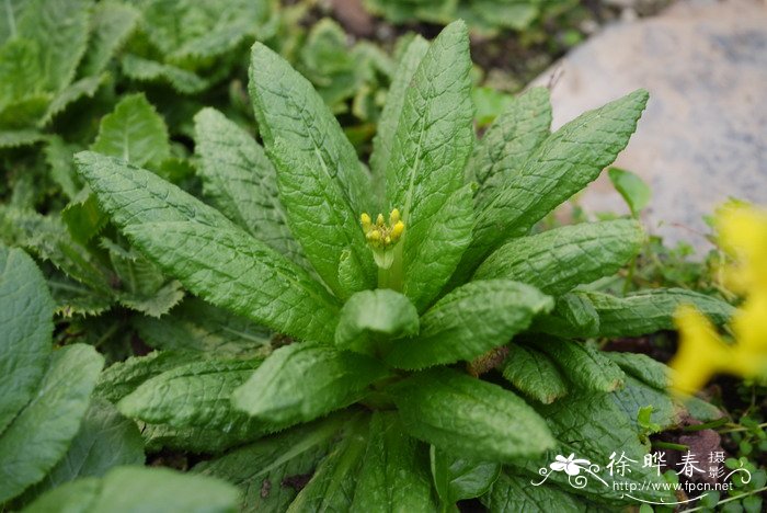 植物传播种子的方法有很多