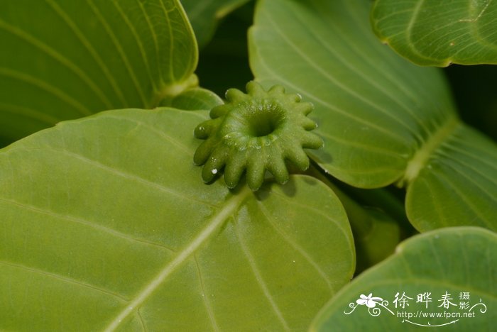 仙人掌花的作用与功效