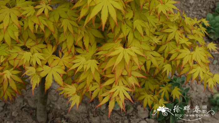 木槿花图片