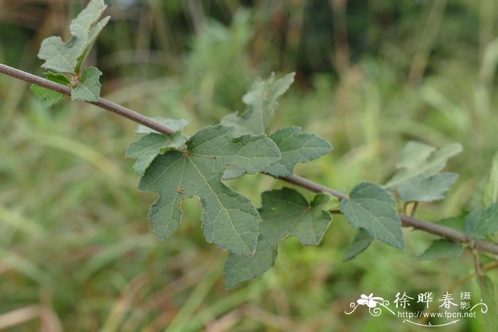 瓶尔小草