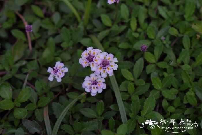 合欢花怎么用