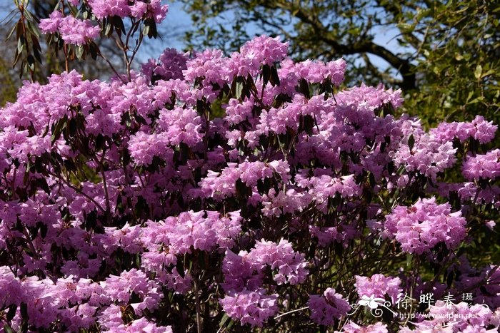 樱草花