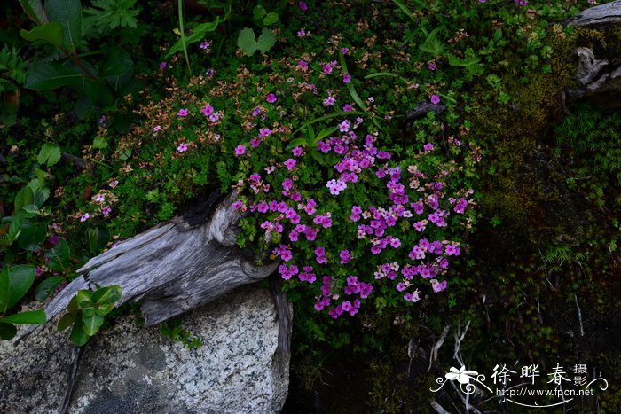 柿子的季节