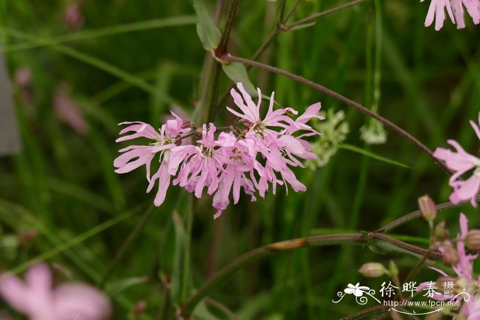 富含维生素c的水果和蔬菜