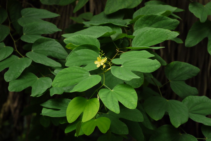 刺槐价格