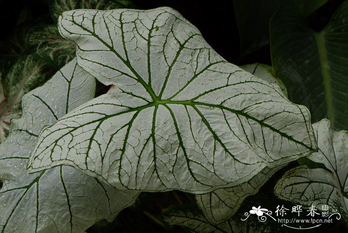 有什么花的名字和图片