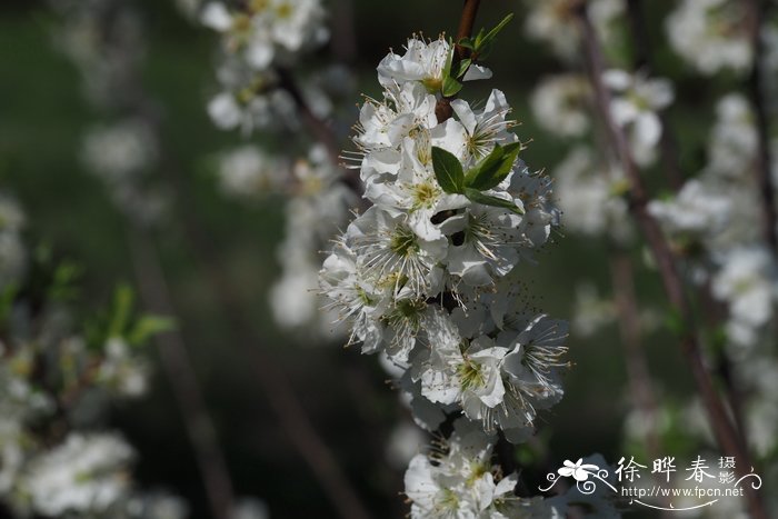 杜鹃花怎么浇水