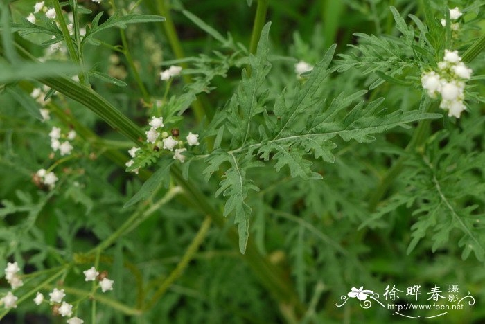 开花的树