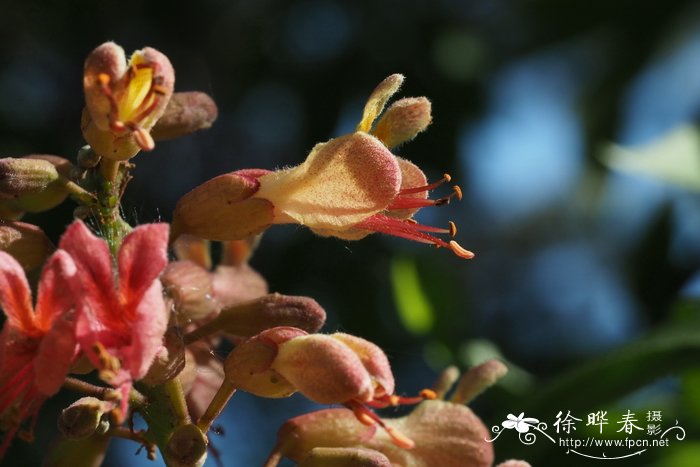 苹果怎