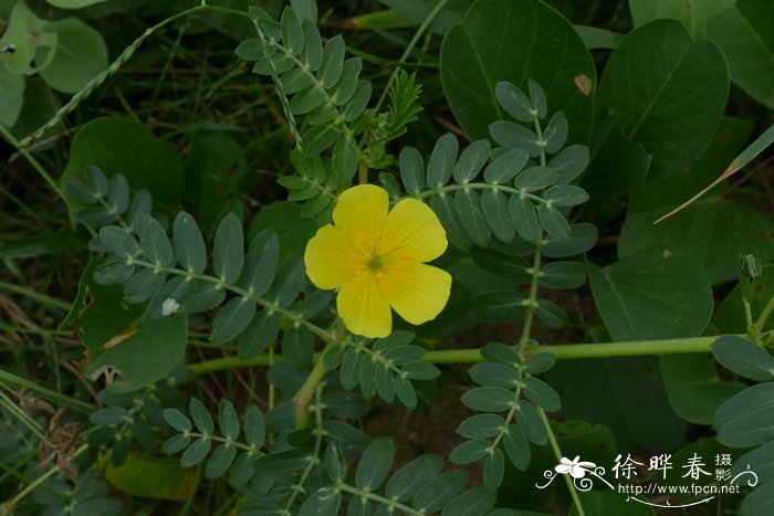 桂花树价格