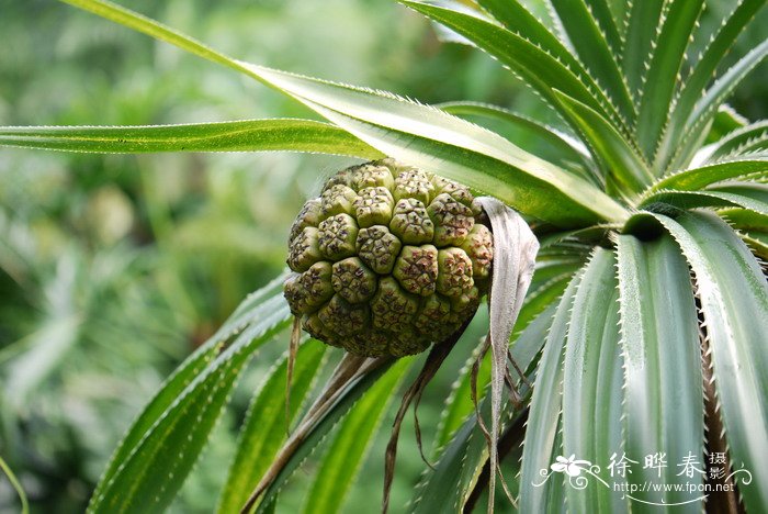 高山槐花开