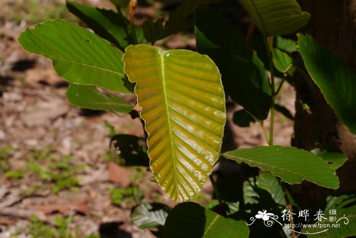 红掌的养殖方法