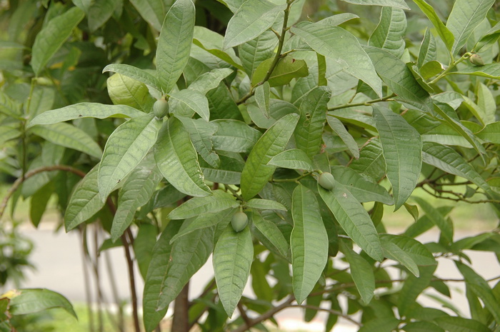 月季花资料介绍