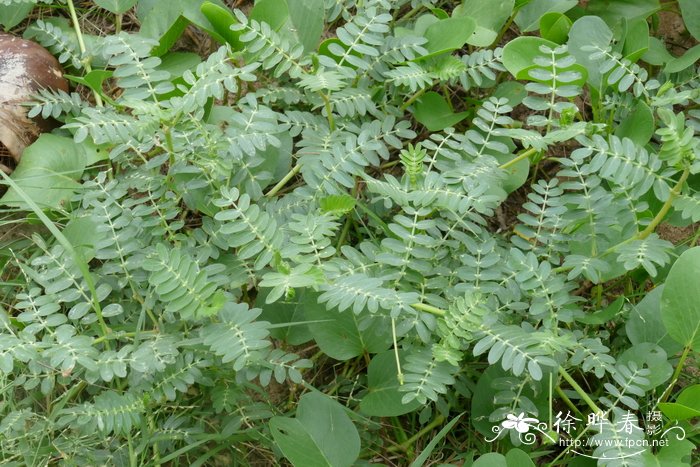 水灵芝草的功效与主治