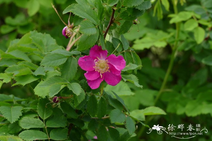 桃花图片大全高清图片