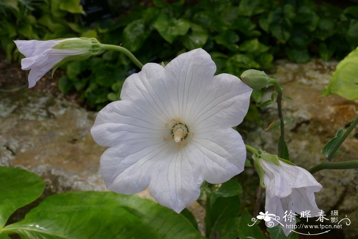 长春花花期