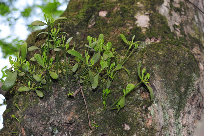 茶花的养殖方法