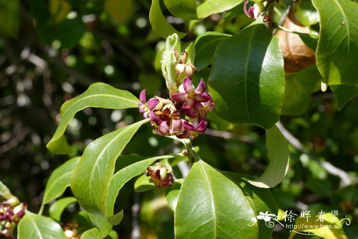 苹果花图片