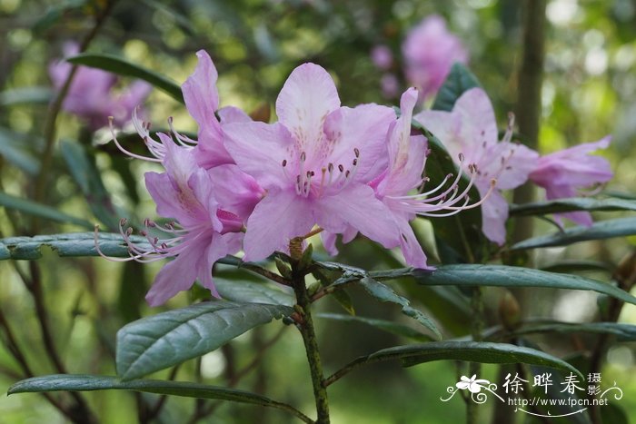 芍药图片