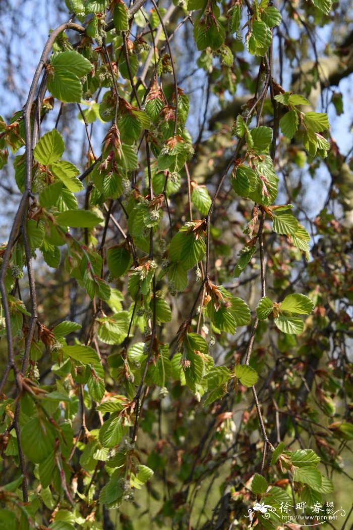 黄花菜怎么吃