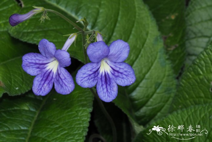 木槿花花语