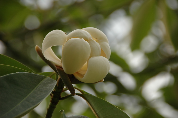 榴莲季节