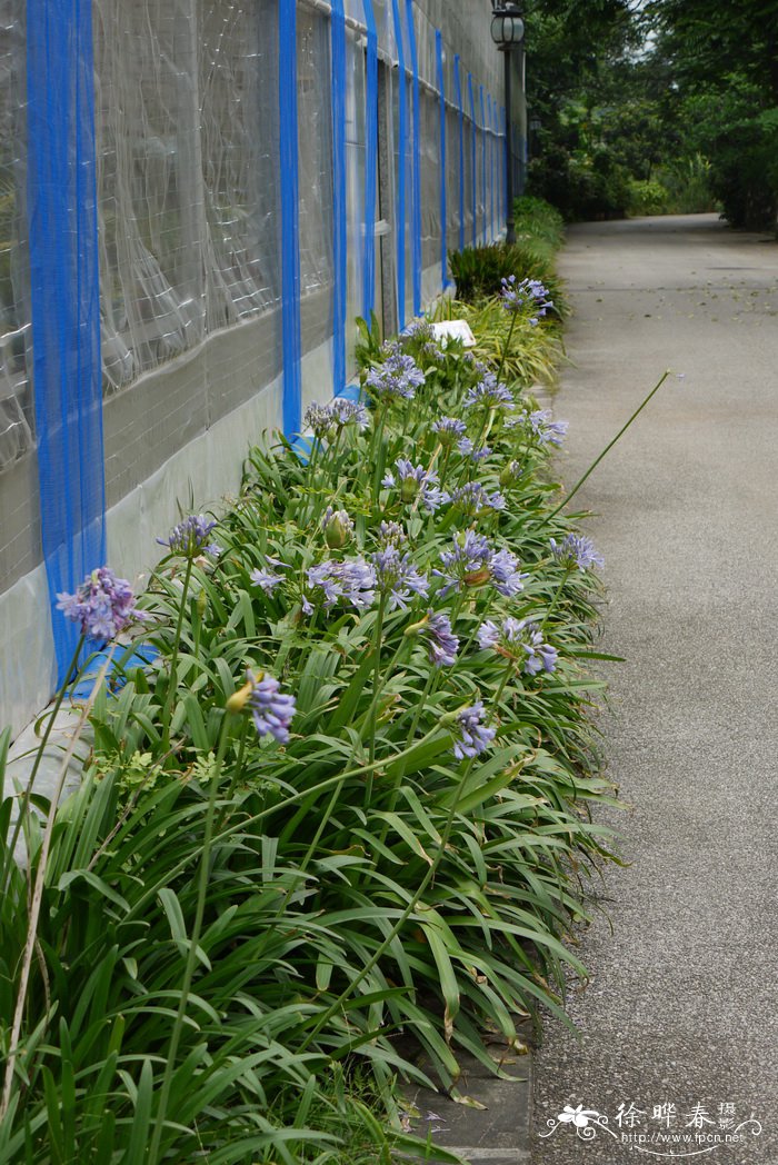 樱花树价格