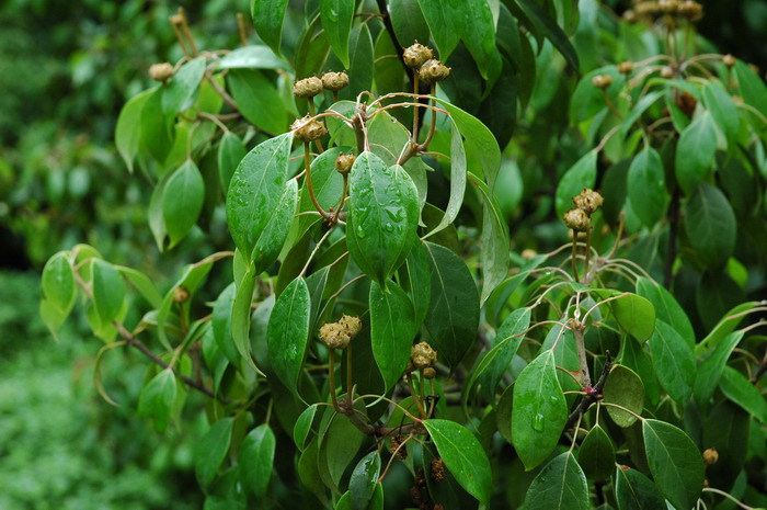 茼蒿种植