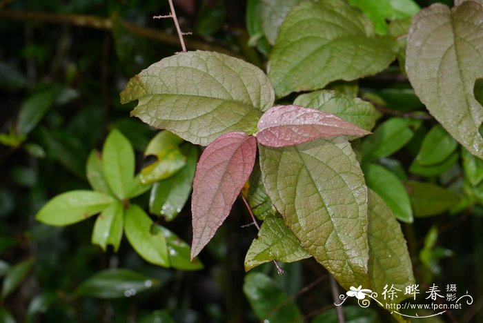 香菜怎么吃