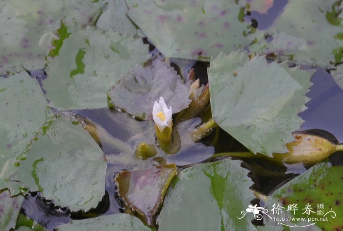 贵州竹鼠养殖技术