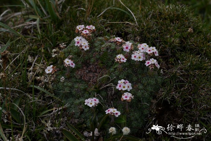 刺梅花的养殖方法