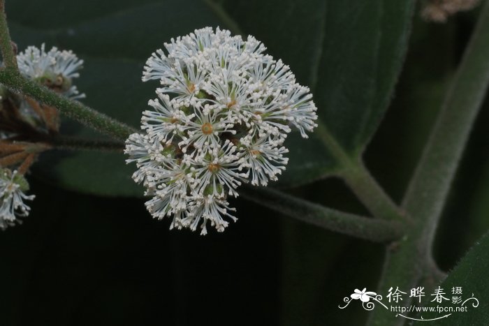 种植构树