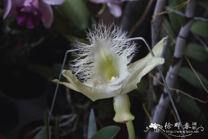 浴花是干什么用的