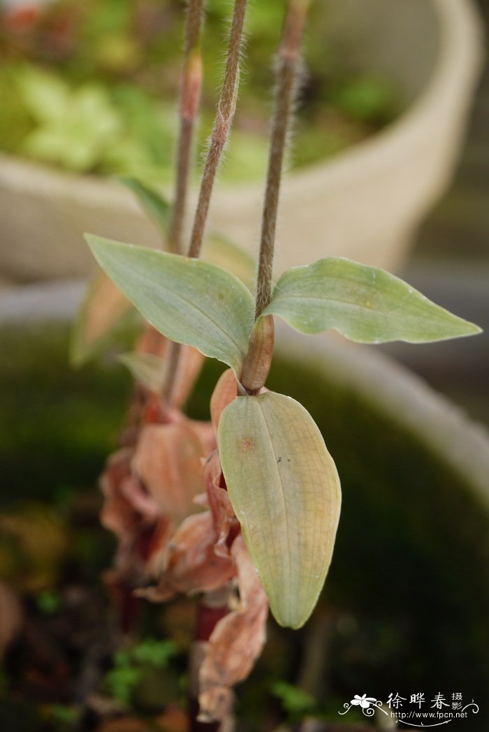 凤仙花生长全过程