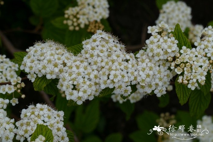 深圳的市花是